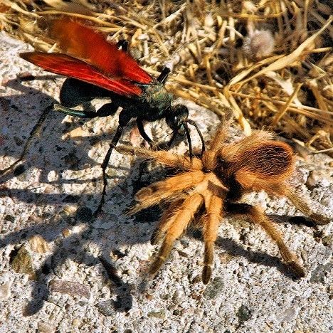 盘点全球10大巨型昆虫：远古海蝎曾称霸海洋