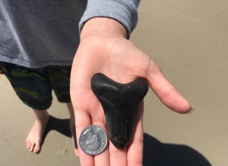 9岁女孩在美国海滩上发现13厘米长巨齿鲨牙齿化石