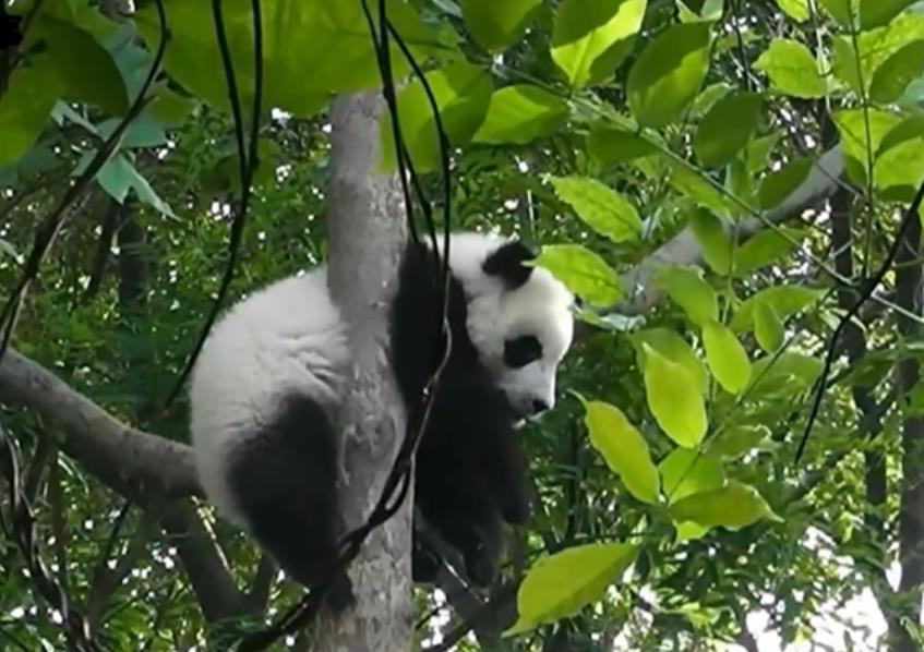大熊猫近视高达800度：只能看清几米之内物体