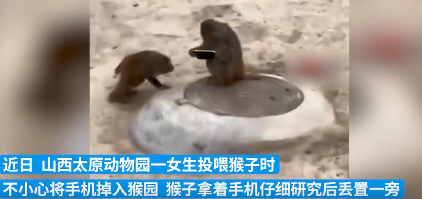 女生手机误掉猴园被猴子捡起研究