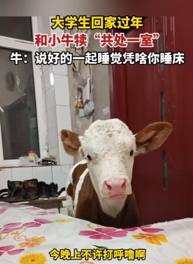 大学生回家过年跟小牛犊同睡一屋